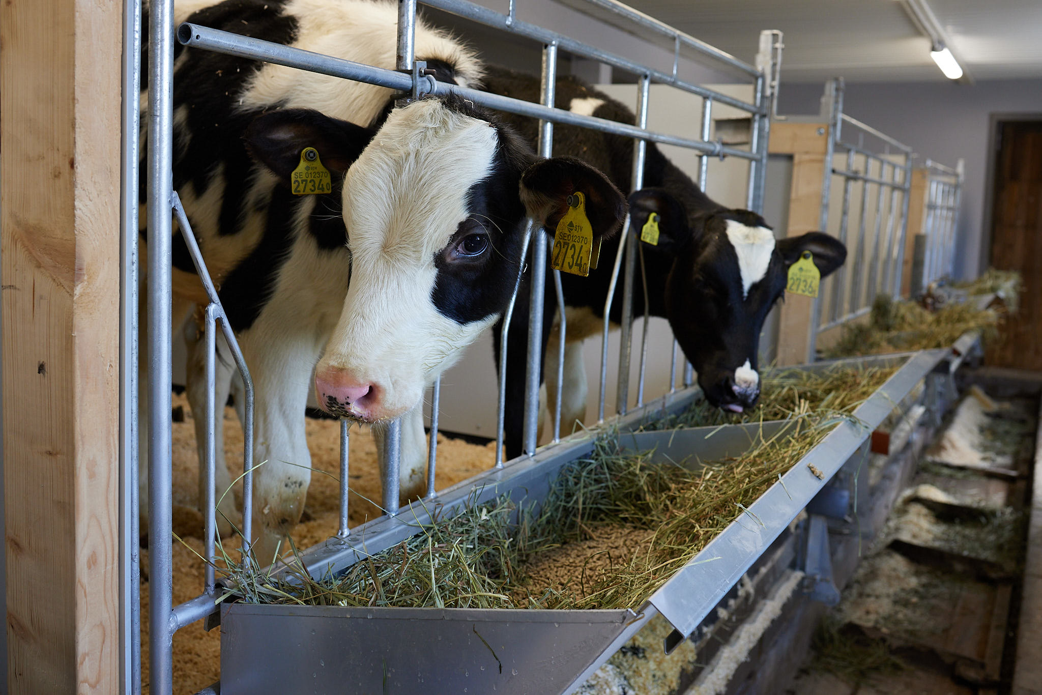 51291349886 03A37da3ce K